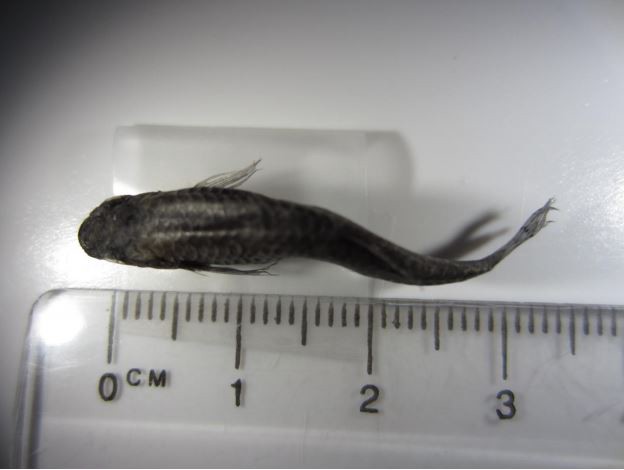 Coal Ash Is Killing 900,000 Fish Each Year In A North Carolina Lake ...