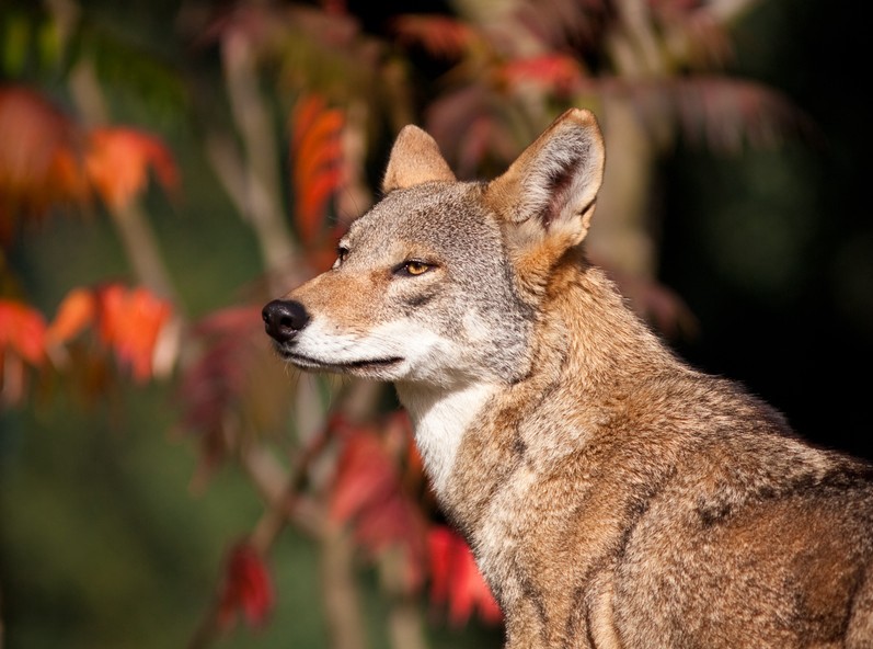 The red wolf, a North American canid listed as endangered under the ESA. CREDIT: SHUTTERSTOCK