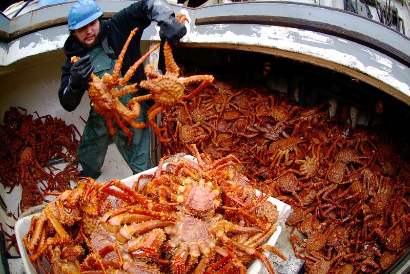 The Aleutians East Borough, which has spent nearly $800,000 lobbying Sen. Murkowski and Congress, says it wants to enable direct flights of live King Cove crab from Cold Bay’s airport to China, Japan, and other Asian markets. CREDIT: AP PHOTO/KLAS STOLPE