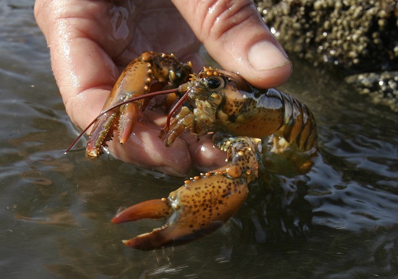 Baby Lobsters Are Disappearing, And Warming Oceans May Be To Blame
