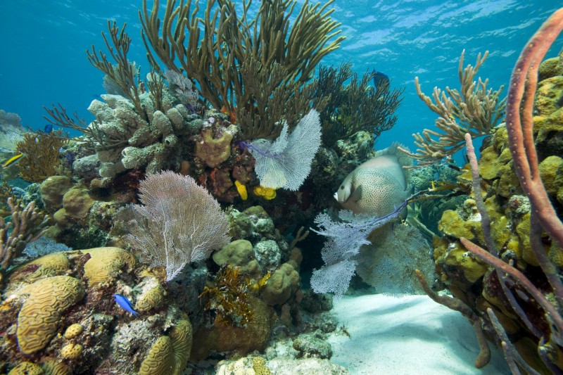 Gray Angelfish among healthy corals. Shot in Exuma Cays Land and Sea Park, Bahamas. The Nature Conservancy works closely with partners such as the Bahamas National Trust and the government of the Bahamas to protect the marine habitat of the Exuma Cays and achieve the goal for the long term protection of national parks through the Caribbean Challenge. CREDIT: © JEFF YONOVER FOR THE NATURE CONSERVANCY
