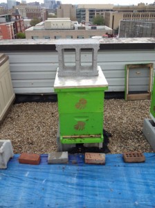 One of George Washington University’s rooftop bee hives. CREDIT: Katie Valentine