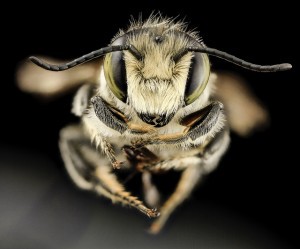 A Megachile mendica, or flat-tailed leaf-cutter bee. CREDIT: Sam Droege/Flickr