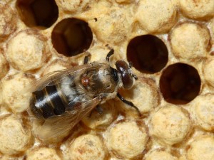 A varroa destructor mite on a recently-hatched drone bee. CREDIT: Wikimedia Commons