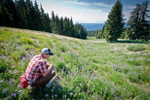 Rich Hatfield, field biologist with the Xerxes Society surveys for wild bees in an alpine meadow on Mount Hood, Oregon. CREDIT: Oregon Zoo/ Michael Durham