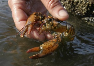 A scientist holds a juvenile lobster while doing research on Orr’s Island in Harpswell, Maine. CREDIT: AP Photo/Robert F. Bukaty, File
