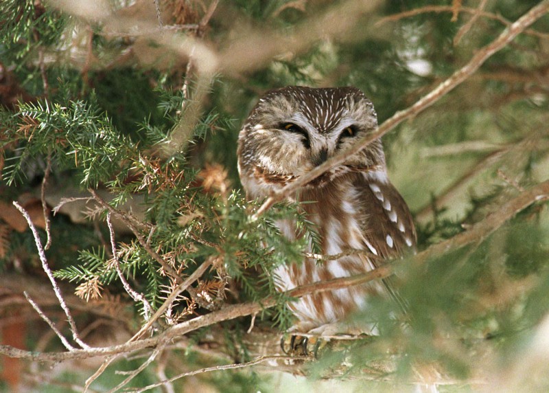 A northern saw-whet owl, one of the birds which could lose 99 percent of its current range to climate change by 2080, according to a report from Audubon. CREDIT: AP PHOTO/LINDA KAHLBAUGH