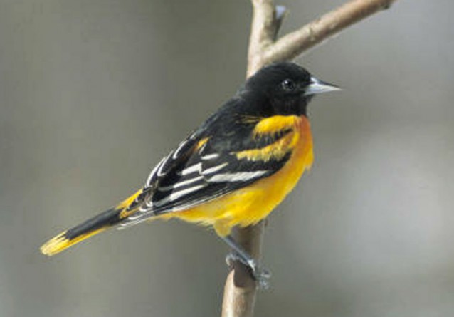 As the world warms, the Baltimore oriole will not be found in Maryland in 2080, according to Audubon. CREDIT: AP Photo/David Brezinski, US Fish and Wildlife Service