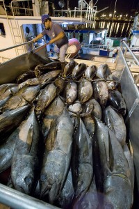 Big eye tuna being transferred from a fishing boat in Honolulu, Hawaii. CREDIT: AP Photo/Eugene Tanner