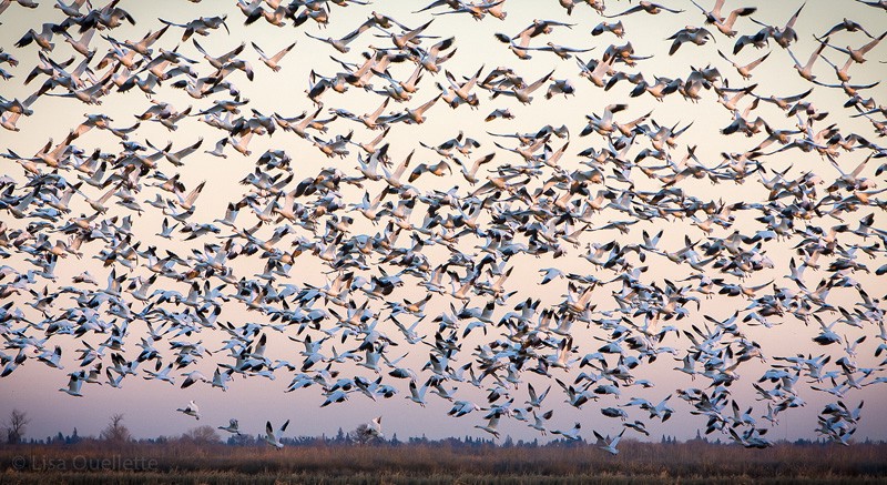 Snow geese competing for evening resting spot at the Yolo Basin in Sacramento Valley, CA. CREDIT: FLICKR/LISA OUELLETTE