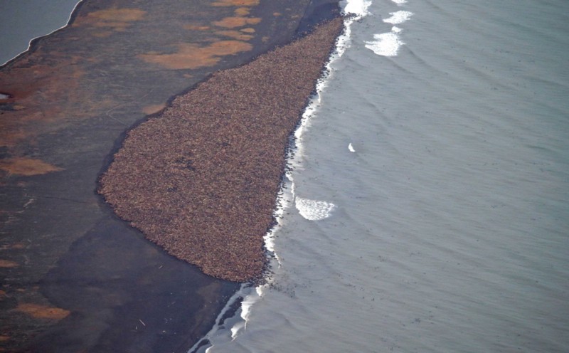 In this aerial photo taken on Sept. 27, 2014, and provided by NOAA, some 35,000 walrus gather on shore near Point Lay, Alaska. Pacific walrus looking for places to rest in the absence of sea ice are coming to shore in record numbers on Alaska’s northwest coast. CREDIT: AP/ NOAA