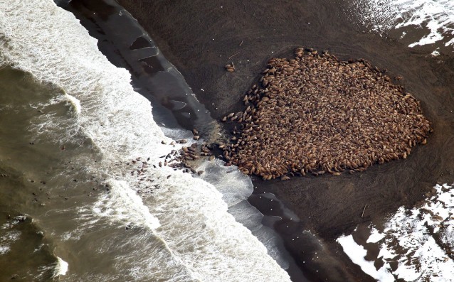 In this aerial photo taken on Sept. 23, 2014 and released by NOAA, some 1500 walrus are gather on the northwest coast of Alaska. CREDIT: AP/NOAA