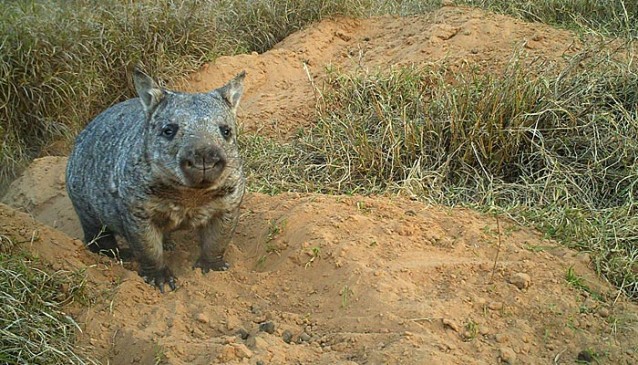 Increases in droughts are harming the Northern Hairy-Nose wombat. CREDIT: Department of Environment and Heritage Protection website