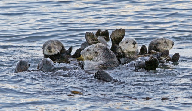 Sea otters are among several marine mammals threatened by climate change. CREDIT: AP Images — Reed Saxon