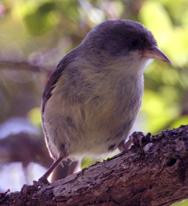 Akikikis are threatened by warming temperatures and the mosquitoes that come with them. CREDIT: US Fish and Wildlife Services — Eric VanderWerf