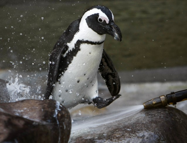 African penguins are one of several penguin species threatened by climate change. CREDIT: AP Images — Thomas Kienzle