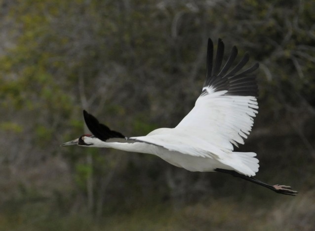 Whooping cranes are threatened by climate change. CREDIT: AP Images — Pat Sullivan