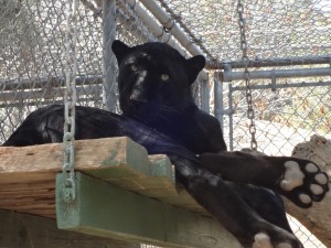 A panther at the Wildlife Waystation outside of Los Angeles. CREDIT: ThinkProgress/Ari Phillips