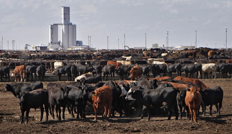 Cattle are pictured on JBS’s Five Rivers Cattle Feeding lots near Kersey, Colo., on Friday, Aug. 28, 2009. CREDIT: AP PHOTO/ED ANDRIESKI