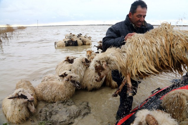 Farmers transport sheep after heavy rain swelled the Vjosa River that flooded their village of Darzeze, Fier district, 115 kilometers (70 miles) south of capital Tirana, Monday, Feb. 2, 2015. CREDIT: AP Photo/Hektor Pustina