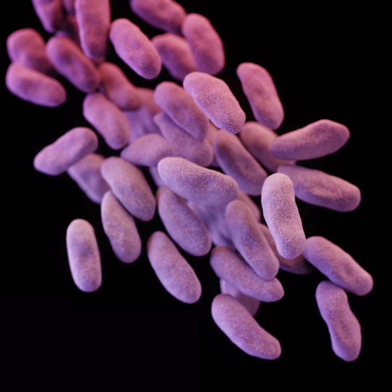 A three-dimensional computer-generated image of a group of CRE bacteria. CREDIT: AP PHOTO/CENTERS FOR DISEASE CONTROL