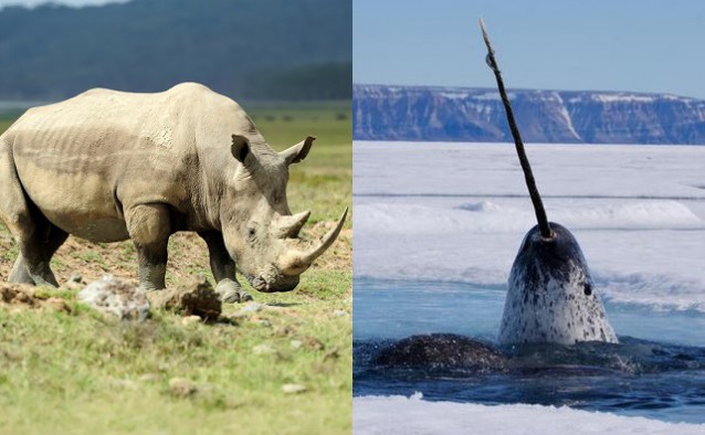 CREDIT: Shutterstock/WWF