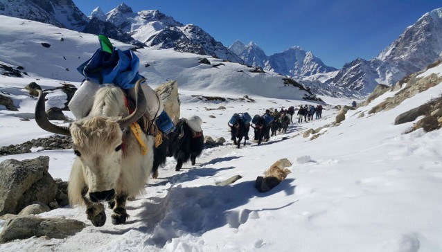Yaks carry supplies to Mount Everest’s base camp. Any supplies needed to build and maintain the biogas digester need to be able to be carried by humans or Yak. CREDIT: AP Photo/Tashi Sherpa