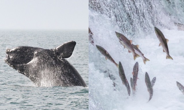 CREDIT: NOAA.gov/shutterstock