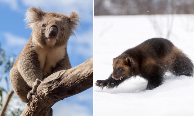 CREDIT: Shutterstock