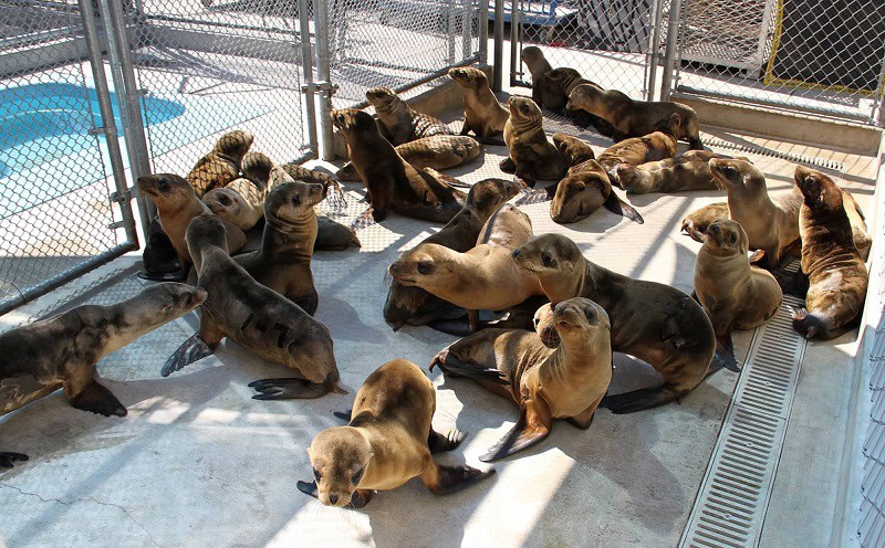 This undated image provided by the Pacific Marine Mammal Center shows rescued sea lion pups in Laguna Beach, Calif. CREDIT: AP PHOTO/PACIFIC MARINE MAMMAL CENTER