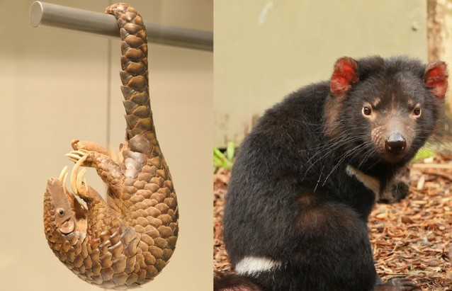 A pangolin and a Tasmanian devil. CREDIT: shutterstock