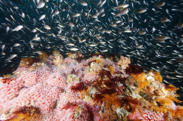 Rockfish recruits on the top of Cordell Bank National Marine Sanctuary, taken on the first visit ever by NOAA divers (2010). CREDIT: NOAA/Greg McFall