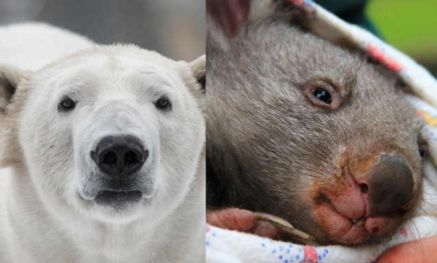 A polar bear and a baby wombat. CREDIT: Shutterstock