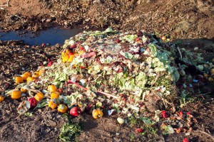 Rotting food in a landfill: what Loblaws is trying to avoid. CREDIT: Shutterstock