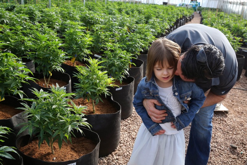 Matt Figi with his once severely-ill 7-year-old daughter Charlotte, as they wander around inside a greenhouse for a special strain of medical marijuana known as Charlotte’s Web, named for the girl in her early treatment, CREDIT: AP PHOTO/BRENNAN LINSLEY