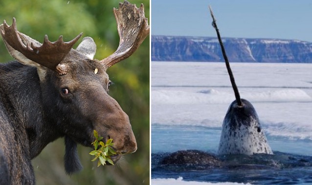 CREDIT: Shutterstock/WWF