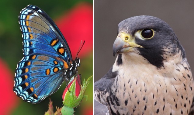 CREDIT: Shutterstock