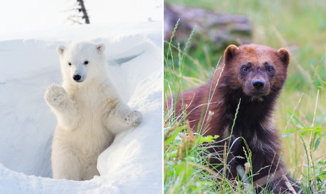 CREDIT: Shutterstock