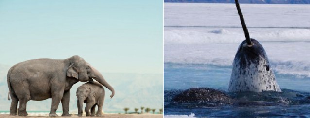 CREDIT: Shutterstock/WWF