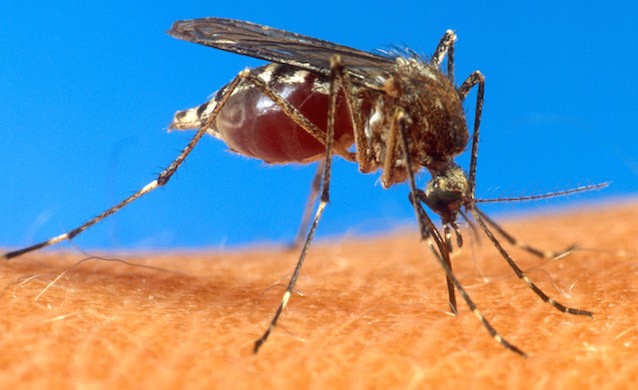 An aedes aegypti mosquito, which spreads dengue (and chikungunya) virus. The 2014 National Climate Assessment said climate change CREDIT: AP PHOTO/USDA, FILE