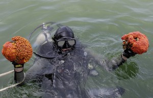 Marine reef ecologist Scott Porter holds coral samples he removed from an oil rig in waters, Monday, June 7, 2010, in the Gulf of Mexico south of Venice, La. CREDIT: AP PHOTO/ERIC GAY