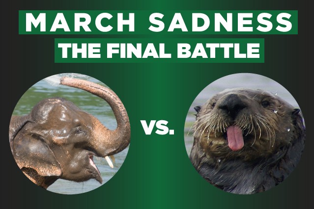 CREDIT: FLICKR/SHUTTERSTOCK/GRAPHIC BY PATRICK SMITH