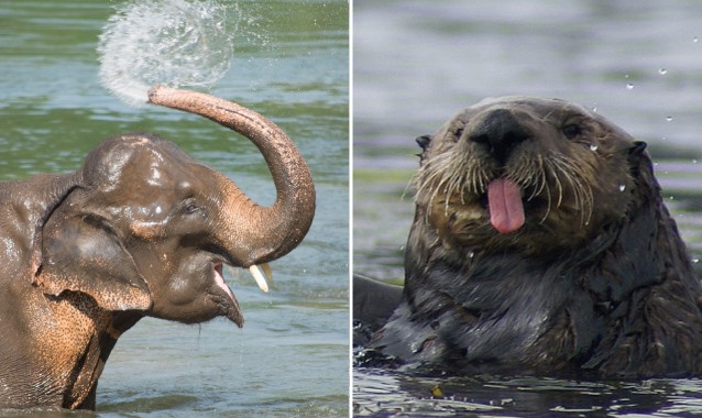 CREDIT: Shutterstock/Flickr