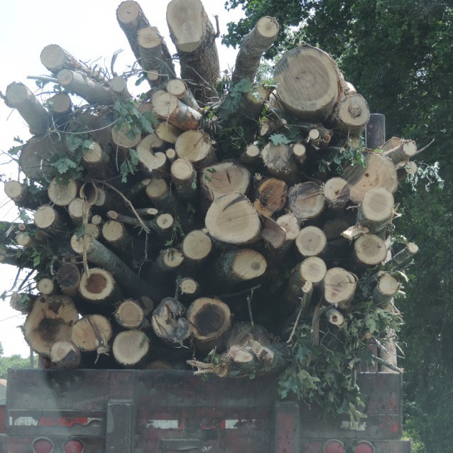 A truck headed to Enviva’s flagship wood pellet production facility in Ahoskie, N.C., as photographed by the Dogwood Alliance in July 2014 during their investigation into the industry’s practices. CREDIT: Dogwood Alliance