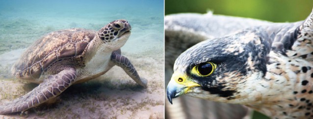 CREDIT: shutterstock