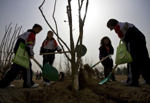 Chinese schoolchildren planting trees CREDIT: AP