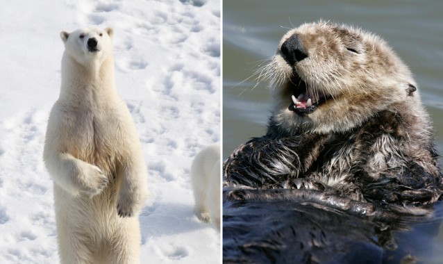 CREDIT: Shutterstock/AP