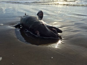 In this photo taken May 10, 2015, a dead dolphin washes ashore in the Gulf of Mexico on Grand Isle, La. CREDIT: AP Photo/Cain Burdeau