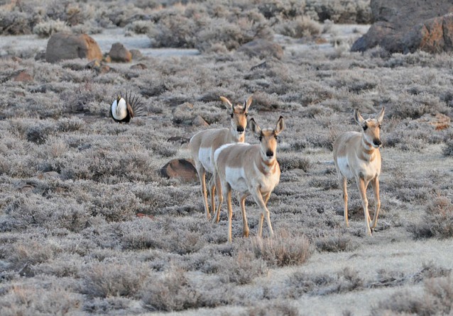 Pronghorn antelope stand with a sage grouse. CREDIT: wikimedia commons