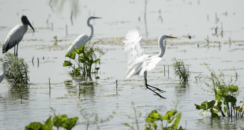 The EPA is seeking to clarify oversight on wetlands, streams, and tributaries. CREDIT: AP PHOTO/LM OTERO